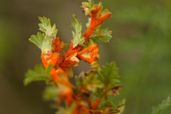 Triphragmium ulmariae