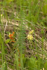Triphragmium ulmariae