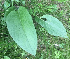 Symphytum