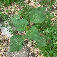 Cyclachaena xanthiifolia