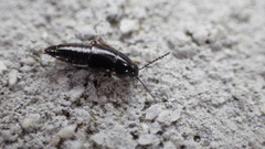 Tachinus