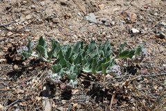 Asclepias californica californica