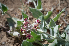 Asclepias californica californica