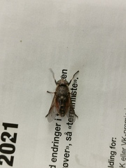 Hybomitra distinguenda