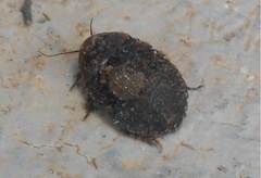 Blaberinae