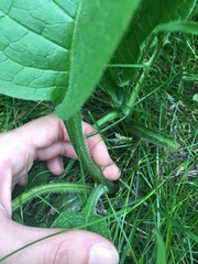 Symphytum