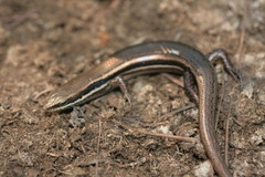 Marisora roatanae