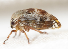 Xantholobus nigrocinctus