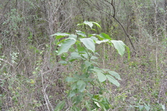 Handroanthus heptaphyllus