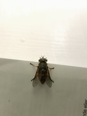 Hybomitra distinguenda