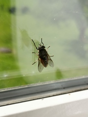 Hybomitra distinguenda