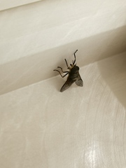 Hybomitra distinguenda