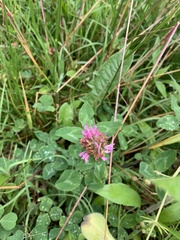 Trifolium pratense