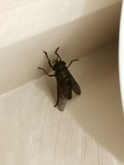 Hybomitra distinguenda