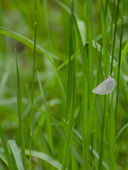 Lithostege farinata