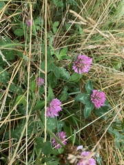 Trifolium pratense