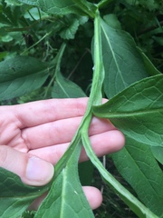 Symphytum