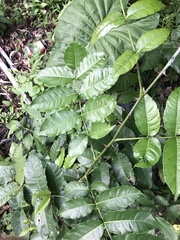 Zanthoxylum nitidum