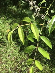 Zanthoxylum nitidum