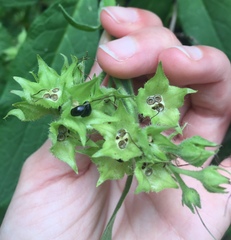 Symphytum