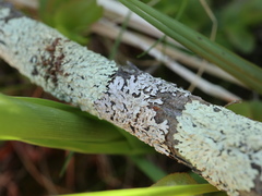 Parmeliopsis hyperopta