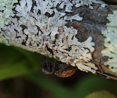 Parmeliopsis hyperopta