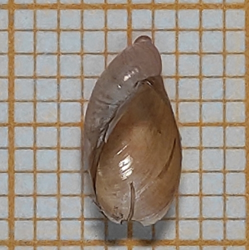 Slender Amber Snail