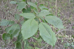 Handroanthus heptaphyllus