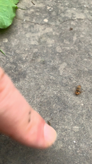 Cantharis nigricans
