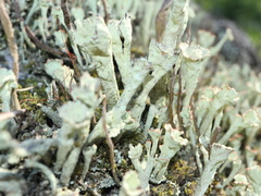 Cladonia sulphurina