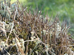 Cladonia cornuta cornuta