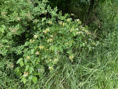 Lonicera japonica