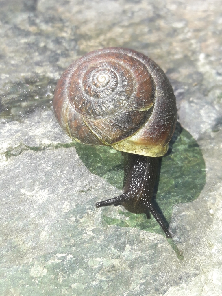 Drobacia banatica