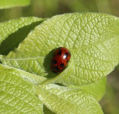 Gonioctena viminalis