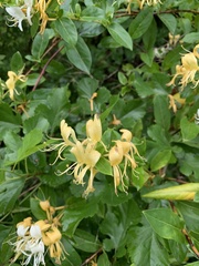 Lonicera japonica