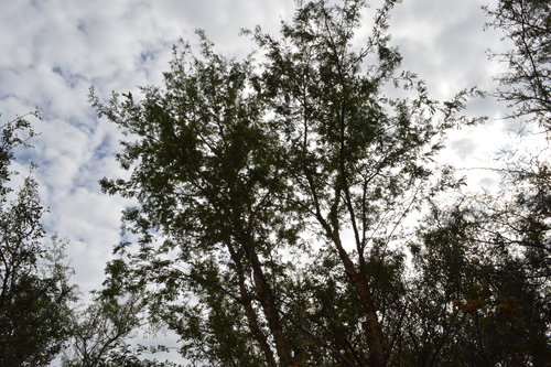 Acacia albicorticata