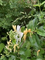 Lonicera japonica