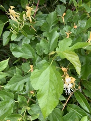 Lonicera japonica