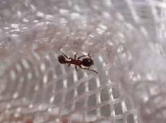 Leptothorax acervorum