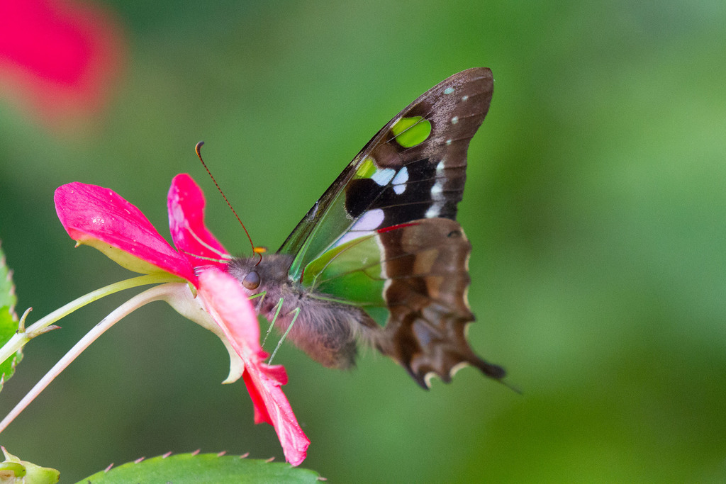 Purple Spotted Swallowtail