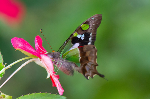 Purple Spotted Swallowtail