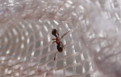 Leptothorax acervorum