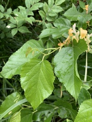 Lonicera japonica