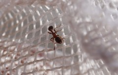 Leptothorax acervorum