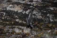 Corynorhinus mexicanus