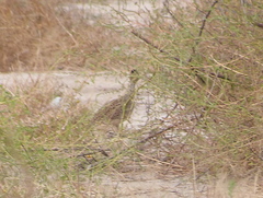 Nothoprocta cinerascens