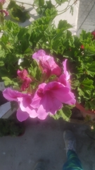 Pelargonium × hybridum