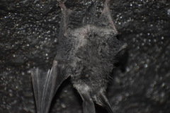 Corynorhinus mexicanus