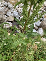 Rumex crispus