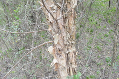 Vachellia albicorticata